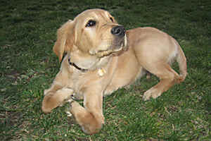 Cubby is EXTRA SPECIAL, he was born with deformed front legs. To help with his mobility Cubby had surgery on his left leg when he was 6 months old. His recovery has been long but he is doing great. He is quite the local celebrity. He passed his basic obedience class with flying colors. Our next step is to get him certified as a therapy dog. Cubbys true owner, my 8-year-old son, Kaden, says, he has loved him from the beginning and that Cubby doesnt know anything different.